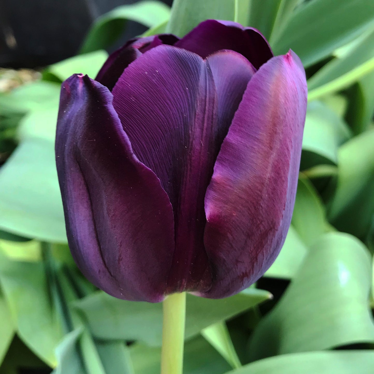 Tulip Queen of Night deep purple nearly black bloom with green stem and leaves