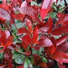 vivid red garden bloom with glossy green leaves on soft blurred background