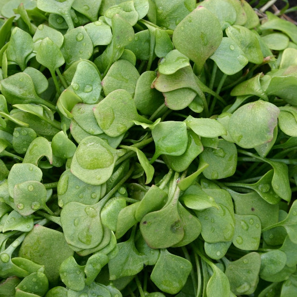 Bright green Claytonia (salad leaf) leaves on soil, edible salad plant