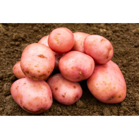 Pack of Sarpo Mira seed potatoes showing red-skinned, blight-resistant maincrop tubers