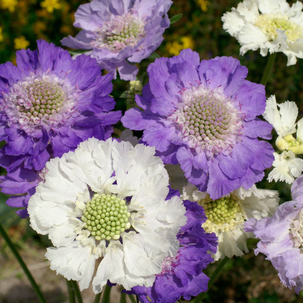 Scabious (Scabiosa) mauve pincushion flowers, lush green foliage, potted perennial ready for border planting