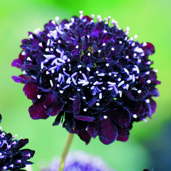 Scabiosa pincushion flowers with deep black-red blooms on green stems, garden perennial for borders and containers