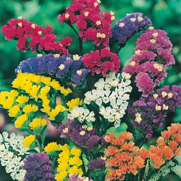 Purple statice (Limonium) cluster of papery flowers used as cut or dried flowers in bouquets