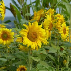 Giant Single sunflower with large bright yellow petals and dark brown centre on green stem and leaves