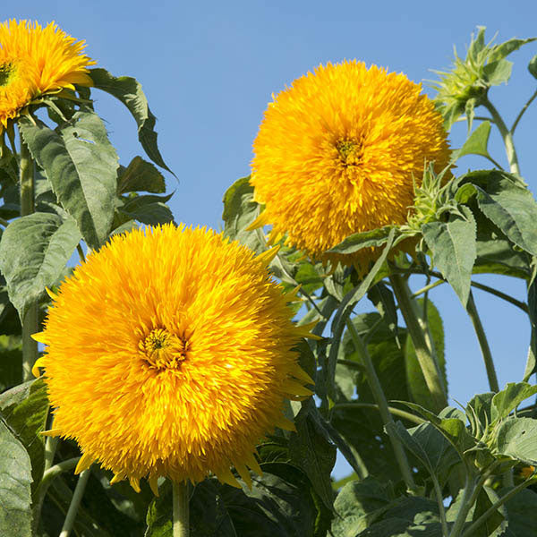 single bright yellow sunflower (Helianthus annuus) with dark brown centre and green foliage