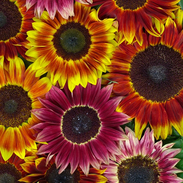 Large bright yellow sunflower head (Helianthus annuus) with dark brown centre against green foliage