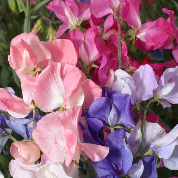 sweet pea (Lathyrus odoratus) multicolour climber with fragrant pink, purple and white pea-shaped flowers and green tendrils