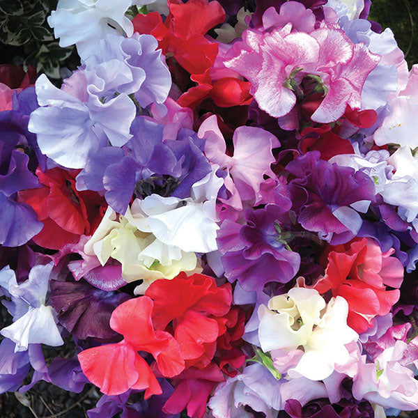 Pink and purple sweet pea flowers (Lathyrus odoratus) climbing on a twig support with green foliage, scented blooms