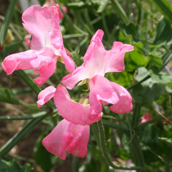 Pink and white sweet pea (Lathyrus) climbing on cane support with green leaves and scented frilly flowers