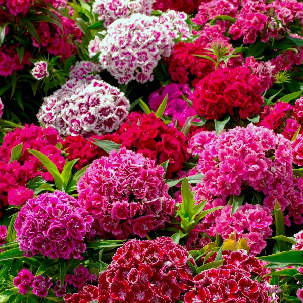 Sweet William (Dianthus barbatus) mixed red and pink flower clusters with green foliage, spring bedding plant