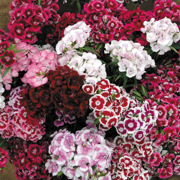 Sweet William (Dianthus barbatus) cluster of mixed pink and red flowers with green serrated foliage