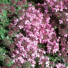 Thyme herb plant with small aromatic green leaves and woody stems