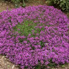 Thymus coccineus potted thyme with tiny aromatic green leaves and clusters of pink flowers for rockeries