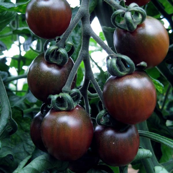 Tomato Black Opal plant with dark purple foliage and ripe red cherry tomatoes on the vine