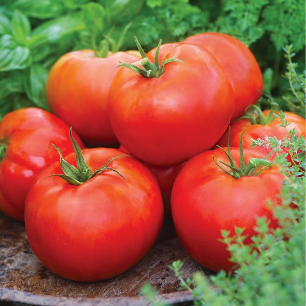 Big Daddy tomato plant with large round red tomatoes on the vine, beefsteak variety for home growing