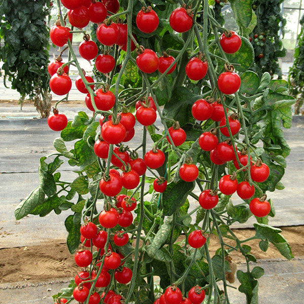 Bitesize cherry tomato plant with clusters of ripe red tomatoes and green foliage