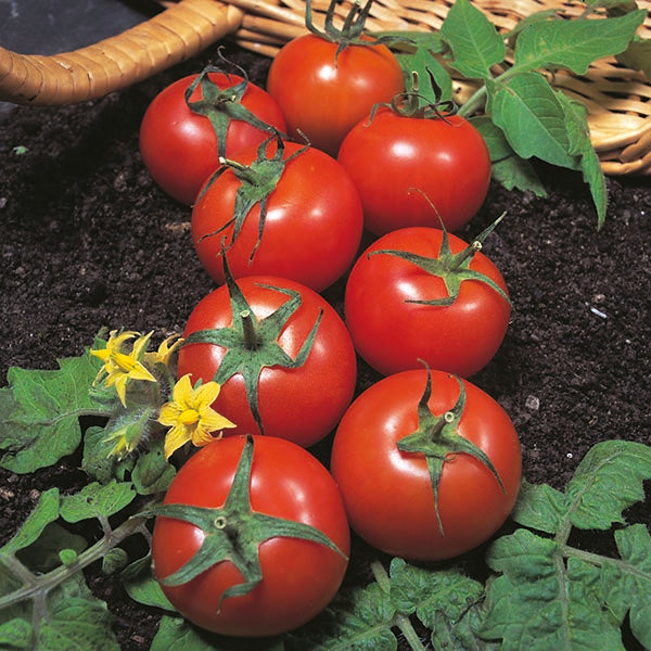 Harbinger tomato plant with truss of ripe red tomatoes amid green foliage