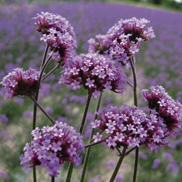 Purple verbena (Verbena) mass planting with clusters of small flowers in a sunny cottage garden border
