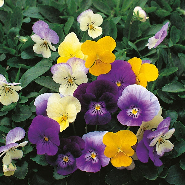 Mixed viola bedding plants with purple and yellow flowers in a black nursery tray