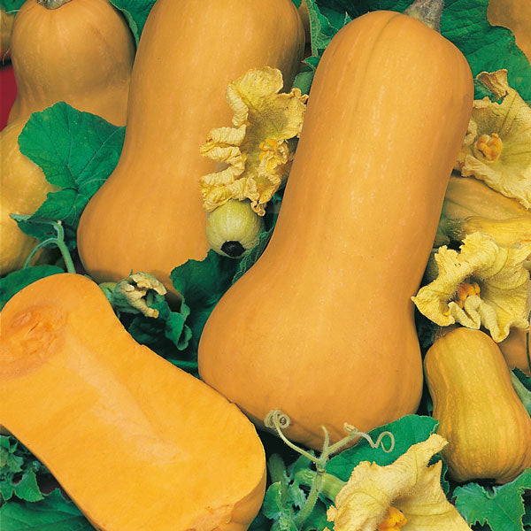 Assorted winter squash varieties including butternut and acorn on rustic wooden table