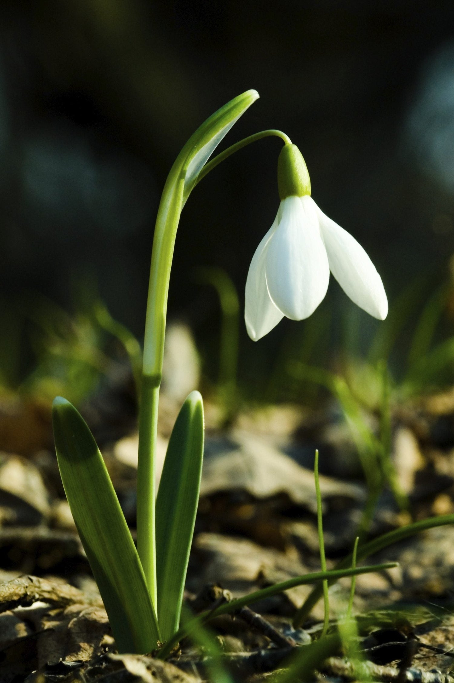 Snowdrops