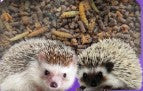 Hedgehog Food at Pengelly Garden Centre Cornwall showing bags and tins of wildlife feed and hedgehog feeders