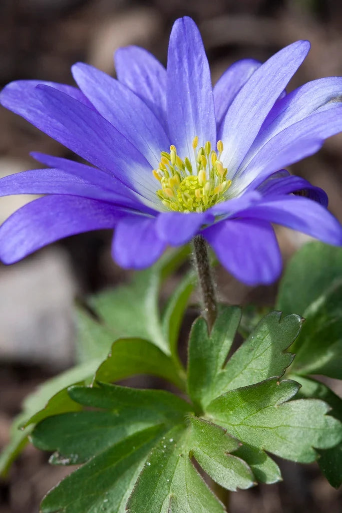 Anemone corms