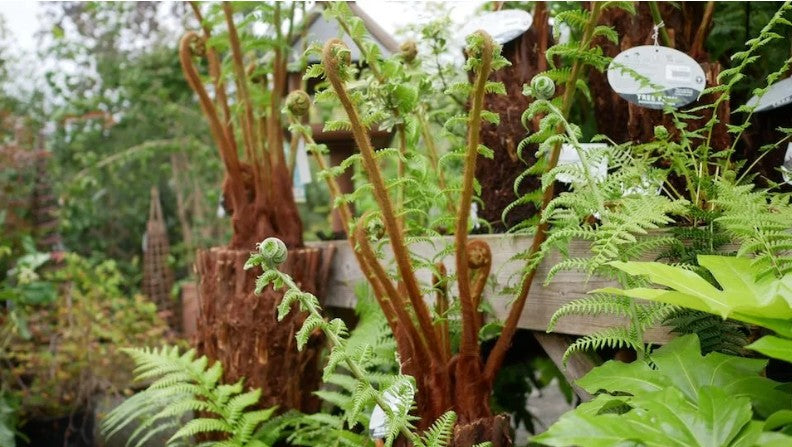 Tree Ferns
