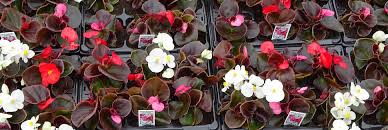 Packs of bedding plants