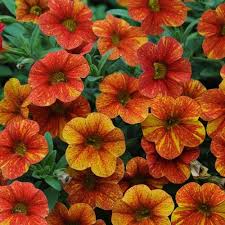 Garden Pots, Tubs And Containers