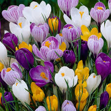 Crocus