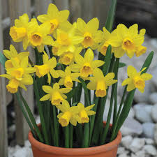 Spring Flowering Bulbs