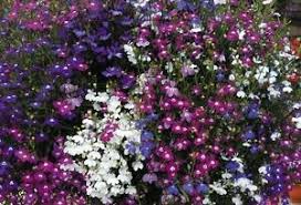 Garden Water Features & Fountains