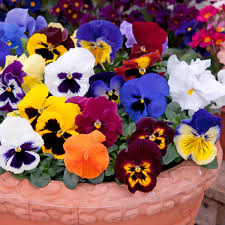 Spring Bedding Plants