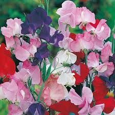 Flower Seeds