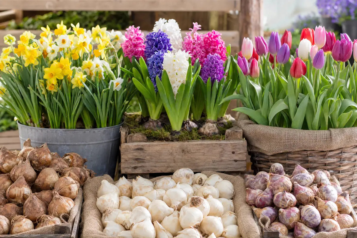 Bulbs collection at Pengelly Garden Centre Cornwall trays of tulip daffodil and hyacinth bulbs on display