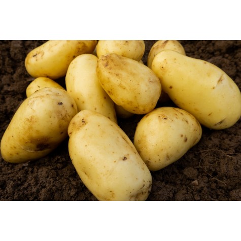 Second Early Seed Potatoes