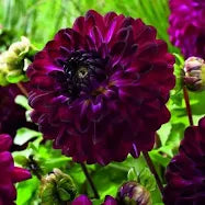 Dahlia