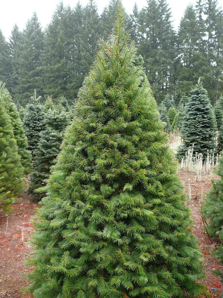 Christmas Trees