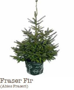 Potted Christmas Trees