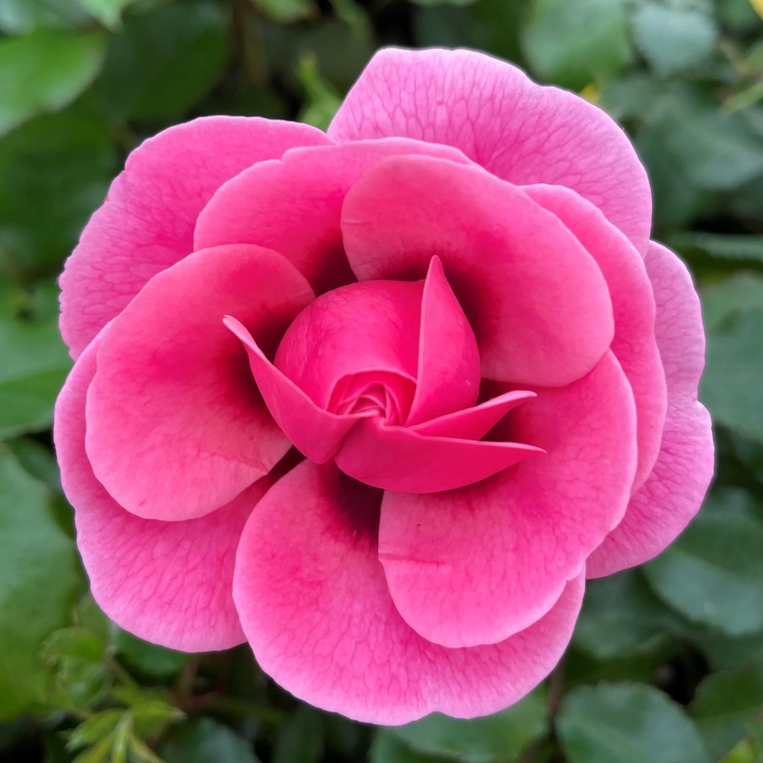 Patio and Miniature Roses