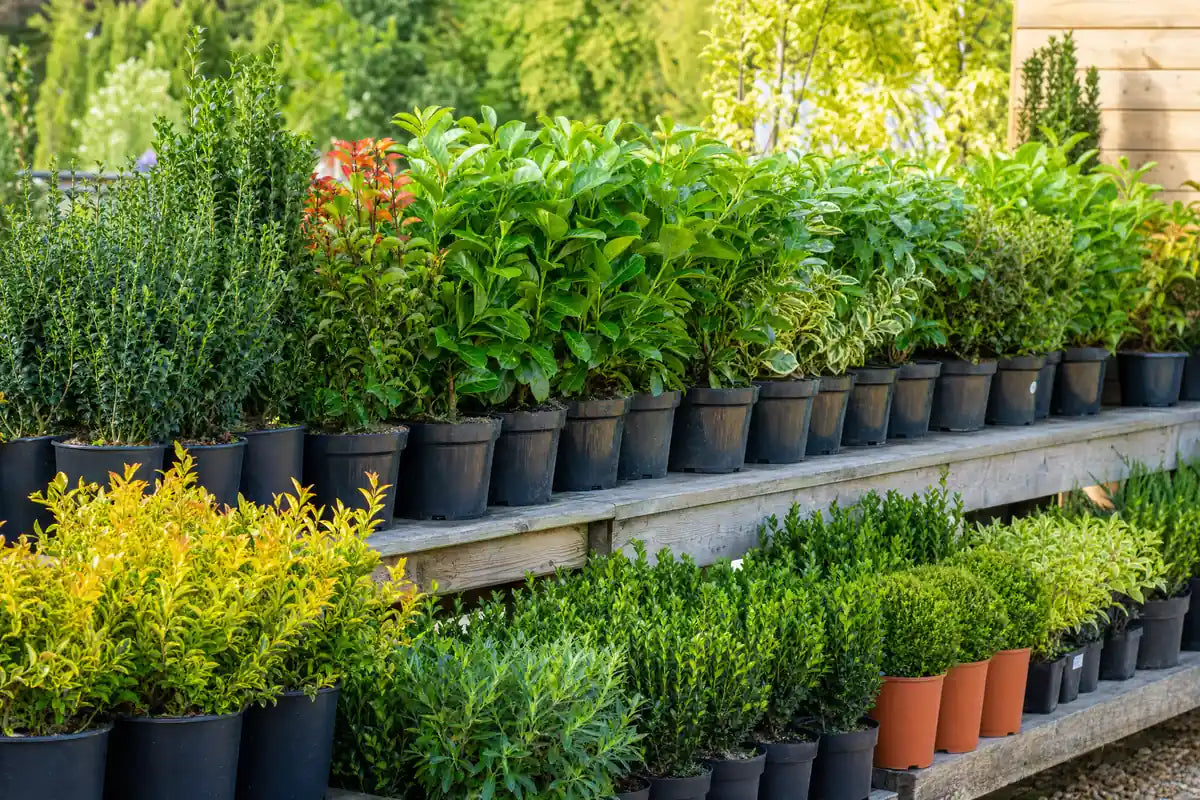 Hedging Plants collection at Pengelly Cornwall rows of potted laurels yew box conifers and mixed hedging