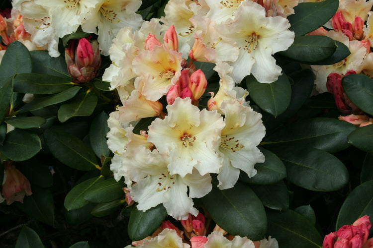 Azaleas and Camellias