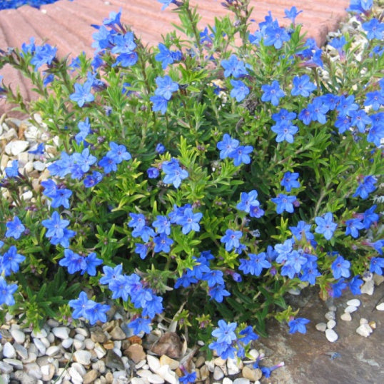 Alpine Plants