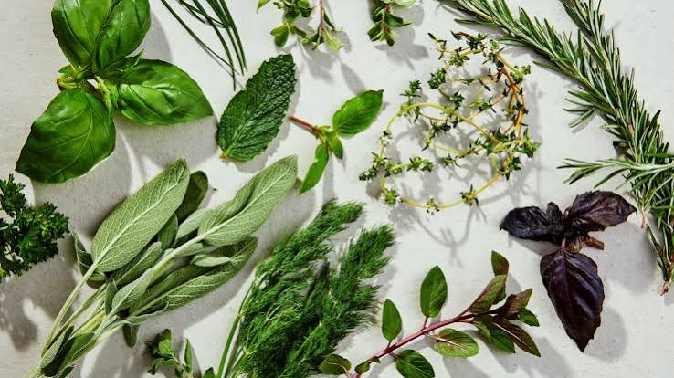 Herb Seeds