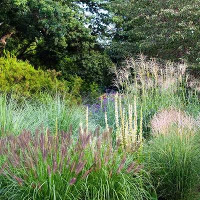 Grasses