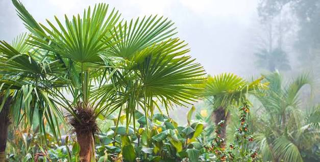 Palms and Exotics
