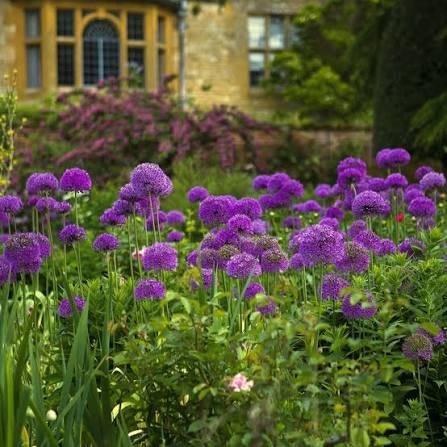 Alliums