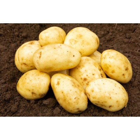 Main Crop Seed Potatoes