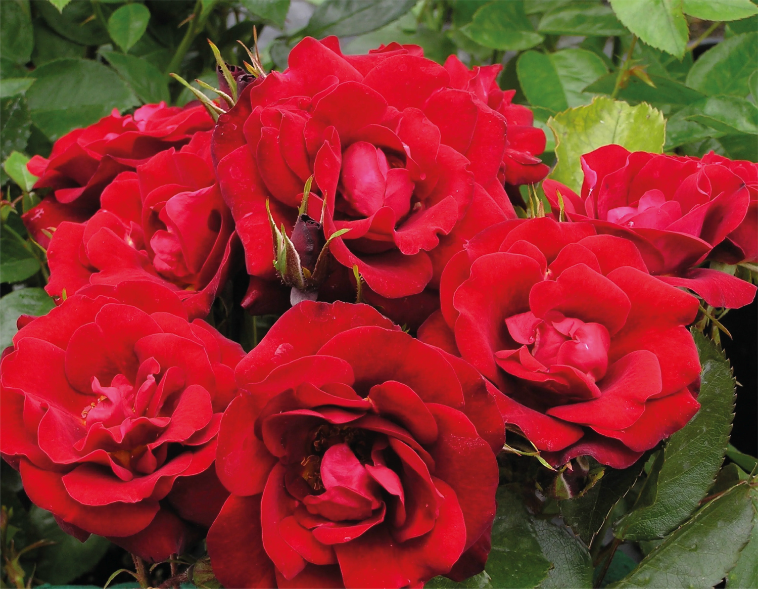 Shrub Roses